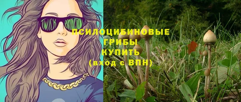 Галлюциногенные грибы Psilocybine cubensis  купить   Лениногорск 